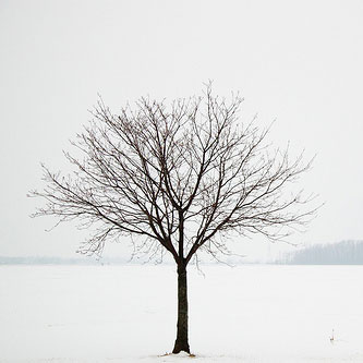 winter-tree1